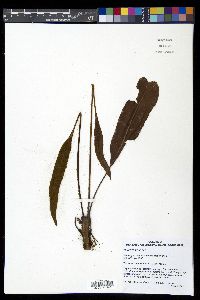 Elaphoglossum castaneum image