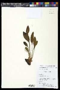Elaphoglossum bellermannianum image