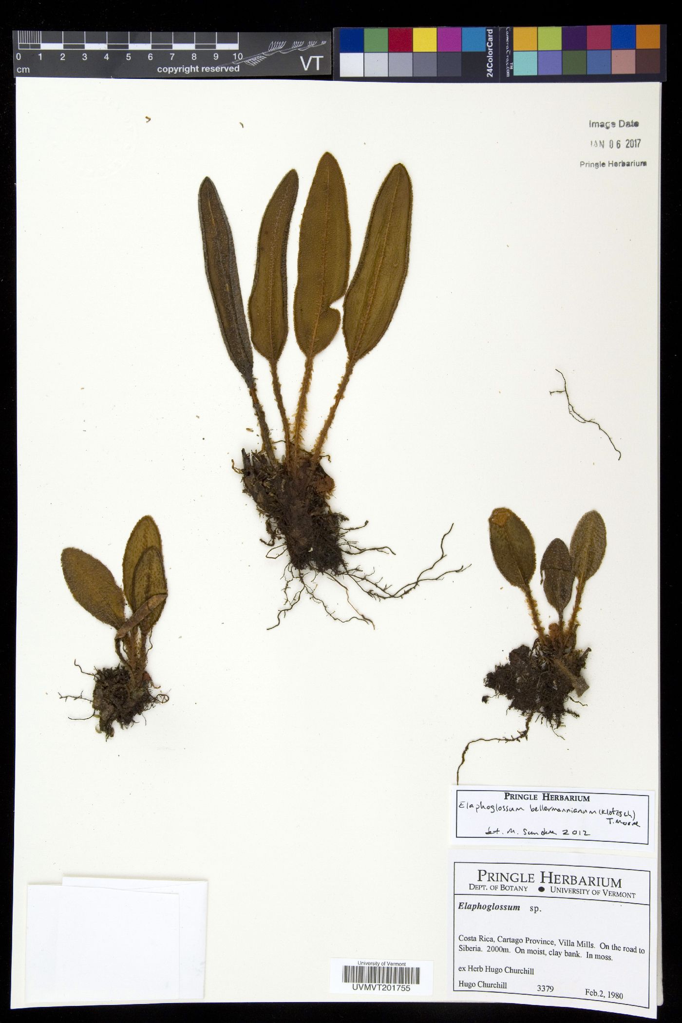 Elaphoglossum bellermannianum image
