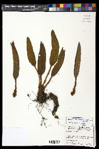 Elaphoglossum bellermannianum image