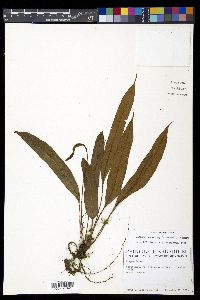 Elaphoglossum cuspidatum image