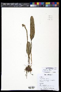 Elaphoglossum engelii image