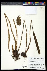 Elaphoglossum engelii image