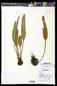 Elaphoglossum engelii image