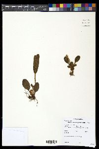 Elaphoglossum engelii image