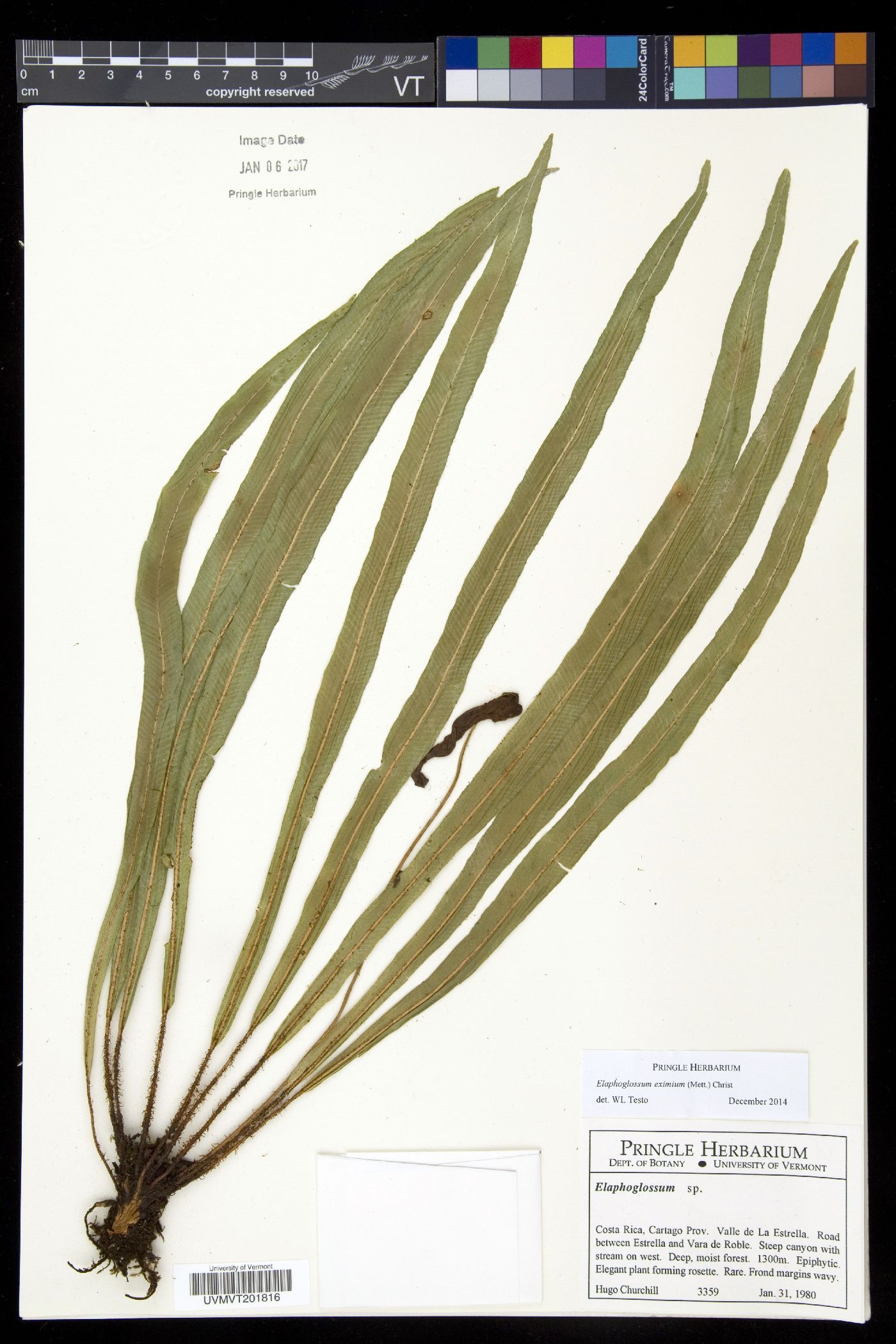 Elaphoglossum eximium image