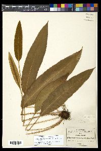 Elaphoglossum erinaceum image