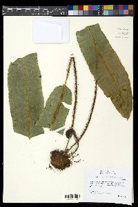 Elaphoglossum erinaceum image