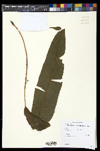 Elaphoglossum erinaceum image