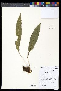 Elaphoglossum erinaceum image