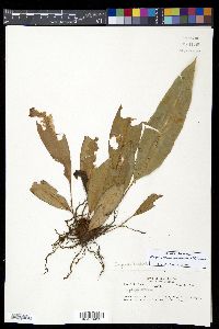 Elaphoglossum erinaceum image