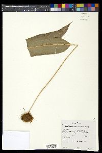 Elaphoglossum erinaceum image
