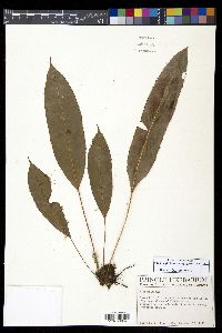 Elaphoglossum erinaceum image