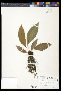 Elaphoglossum erinaceum image