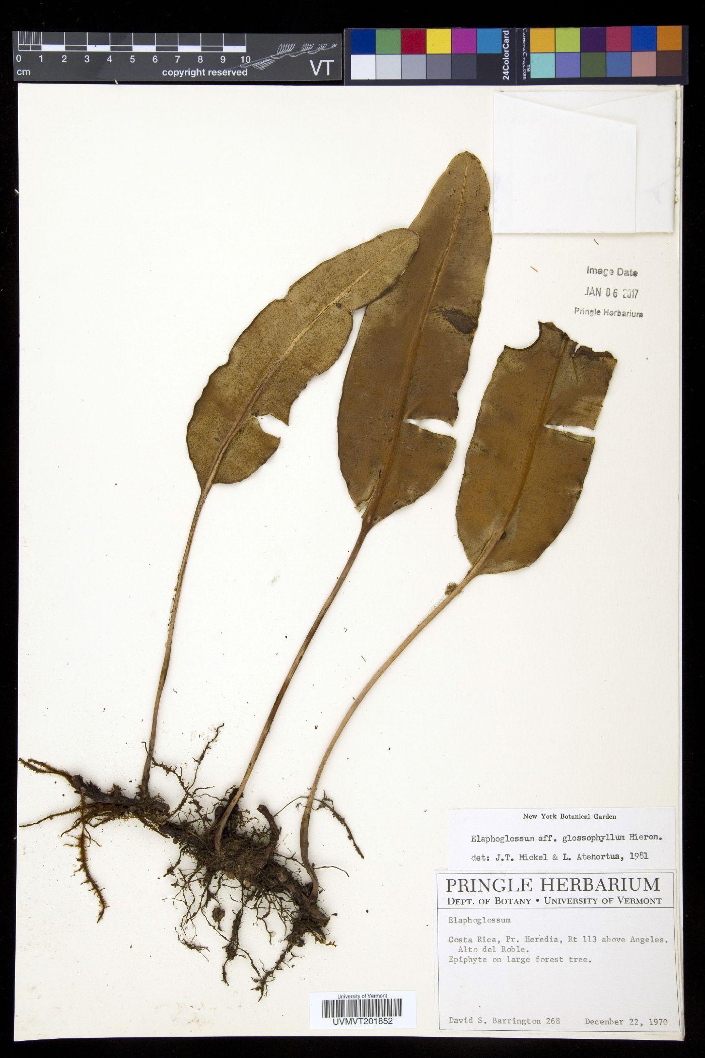 Elaphoglossum glossophyllum image