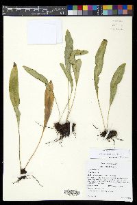 Elaphoglossum glaucum image