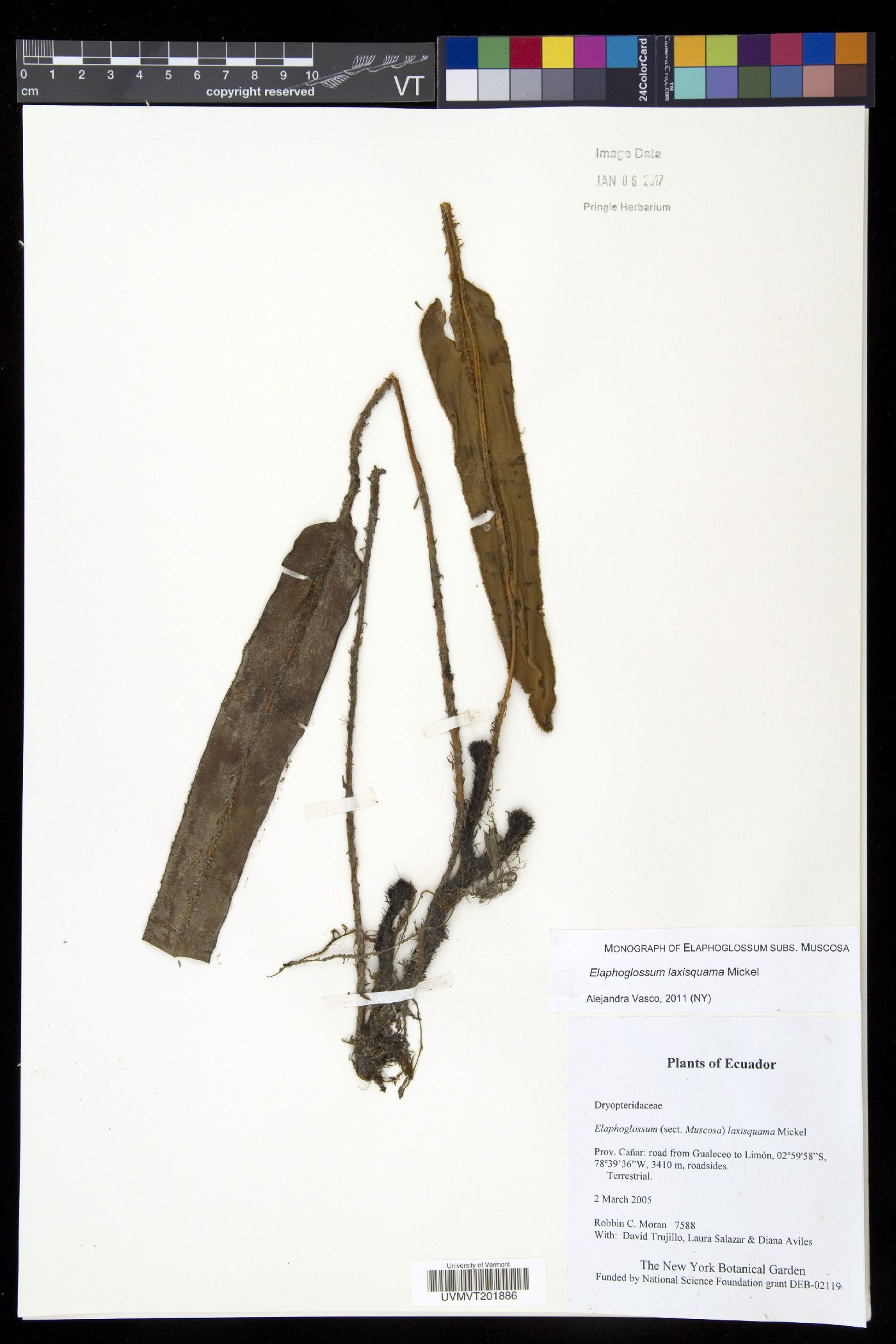 Elaphoglossum laxisquama image