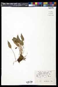 Elaphoglossum lindenii image