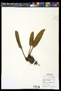 Elaphoglossum muscosum image