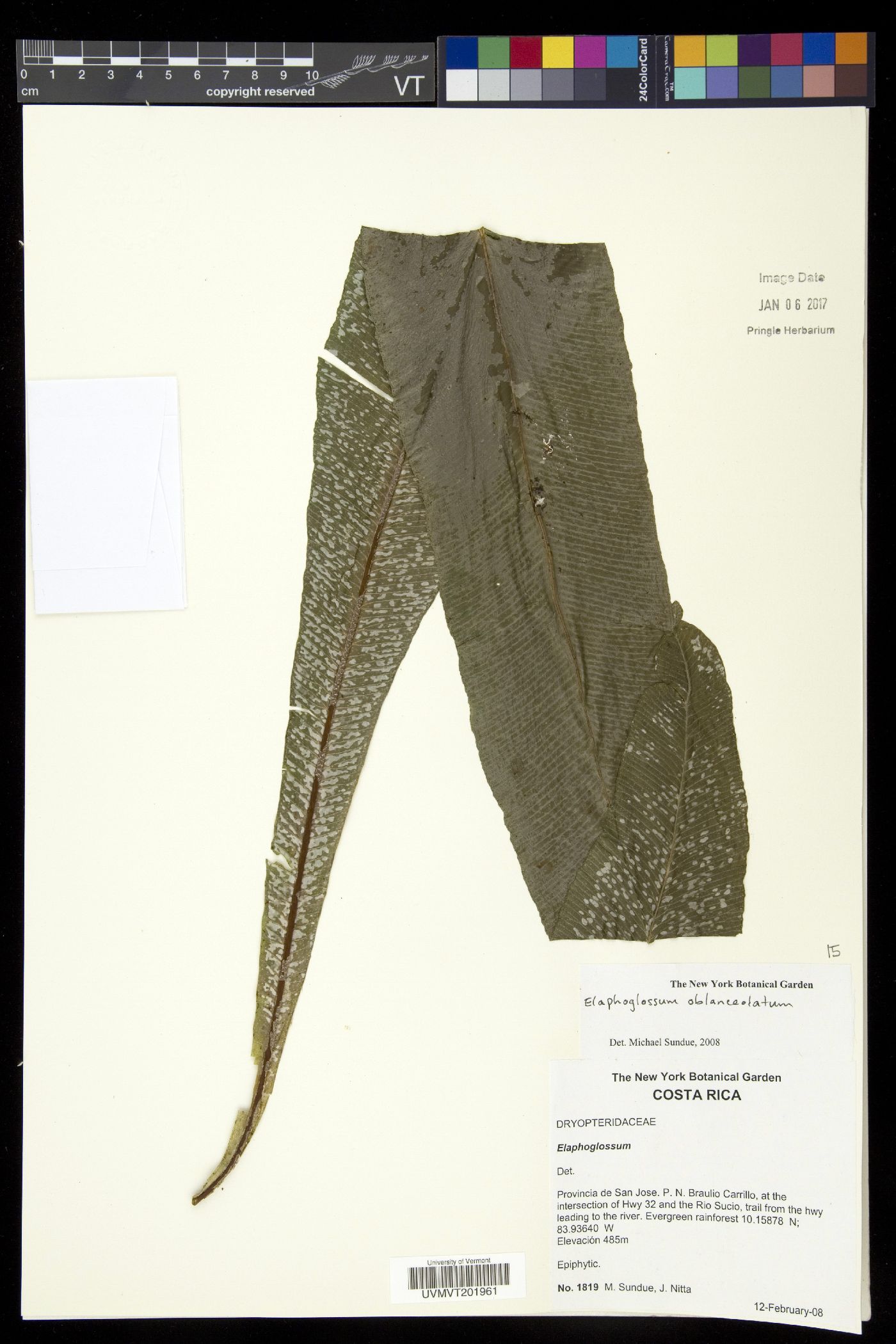 Elaphoglossum oblanceolatum image