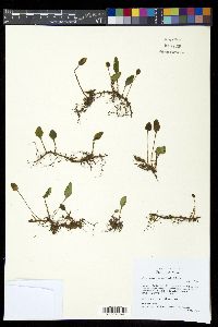 Elaphoglossum squamipes image