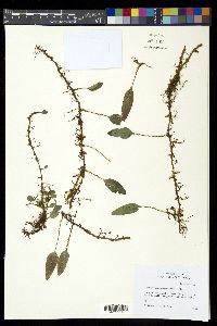 Elaphoglossum squamipes image