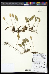 Elaphoglossum squamipes image
