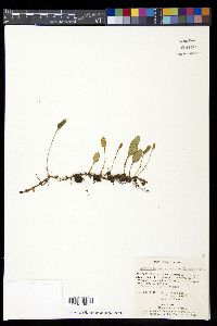 Elaphoglossum squamipes image
