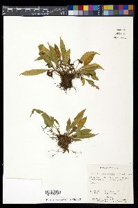 Elaphoglossum setosum image