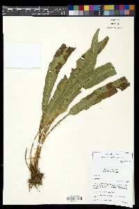 Elaphoglossum setigerum image