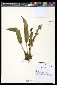 Elaphoglossum setigerum image