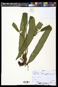 Elaphoglossum setigerum image