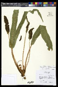 Elaphoglossum setigerum image
