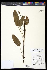 Elaphoglossum vulcanicum image