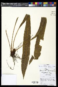 Elaphoglossum vestitum image