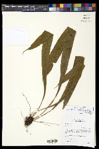 Elaphoglossum vestitum image