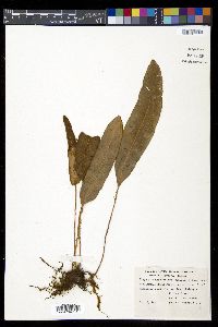 Elaphoglossum vestitum image