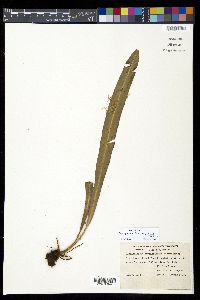 Elaphoglossum vestitum image