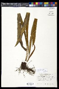 Elaphoglossum vestitum image