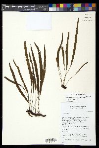 Elaphoglossum tenuiculum image