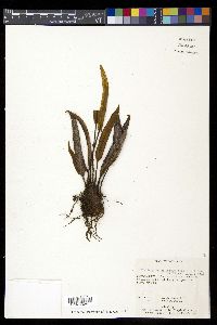 Elaphoglossum tectum image