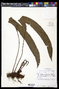 Elaphoglossum tectum image