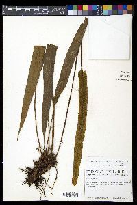 Elaphoglossum tectum image