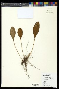 Elaphoglossum luzonicum image