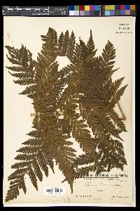 Lastreopsis vieillardii image