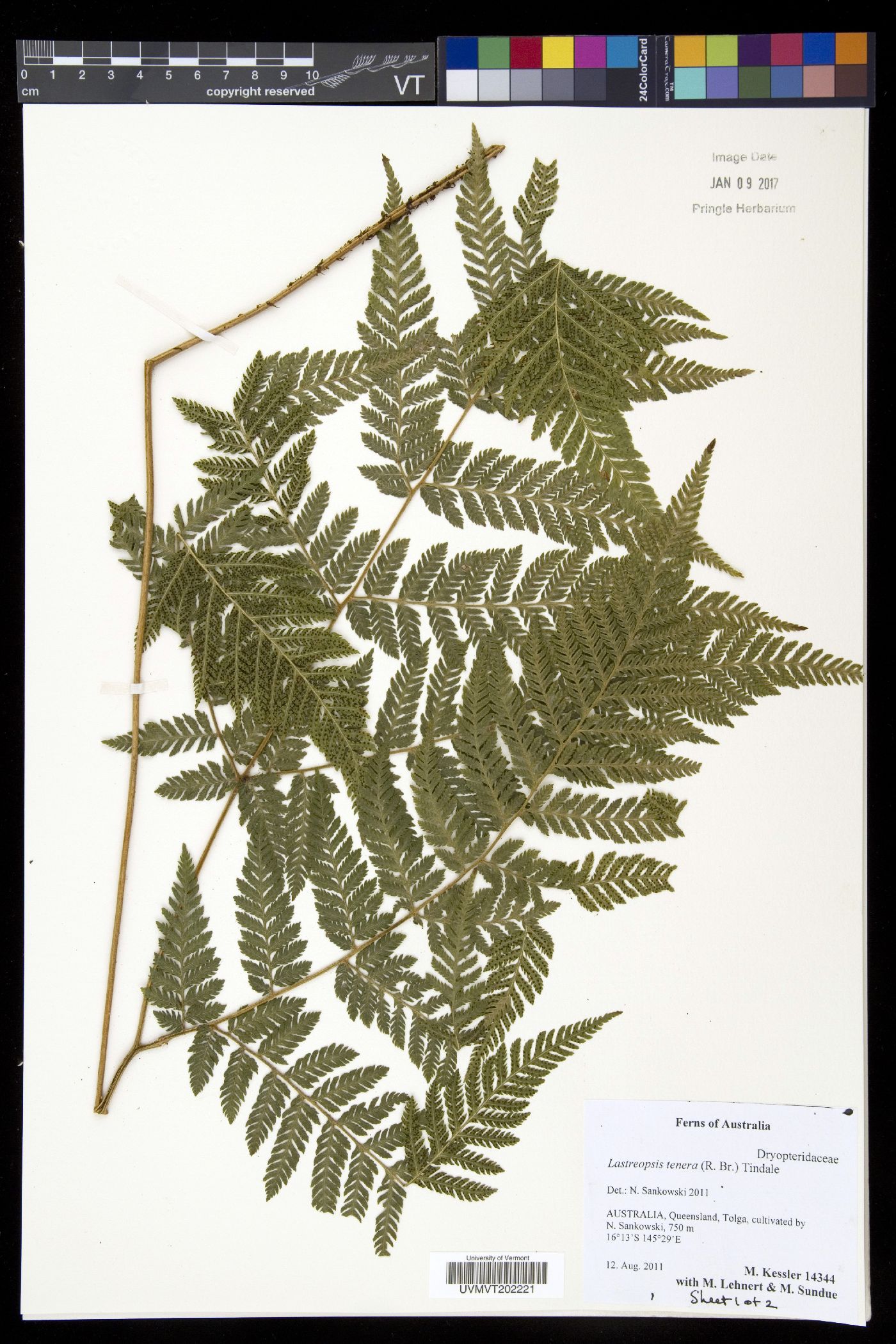 Lastreopsis image