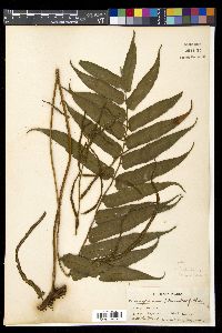 Lomagramma pteroides image