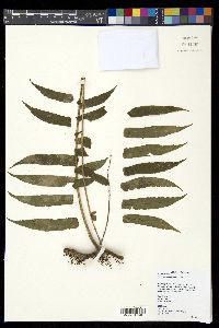 Lomagramma pteroides image