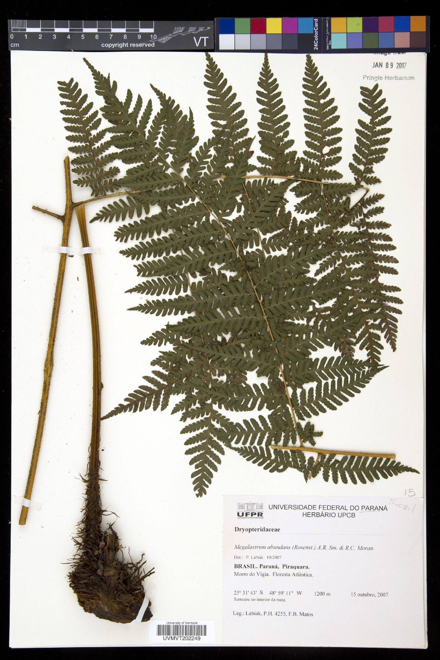 Megalastrum abundans image