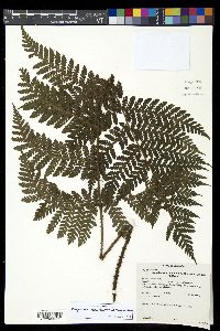 Megalastrum insigne image